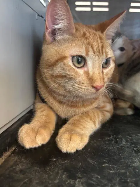 Pumkin - Domestic Short Hair