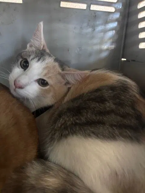 Spice - Domestic Short Hair
