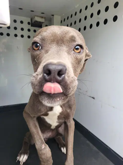 Unknown - Pit Bull Terrier
