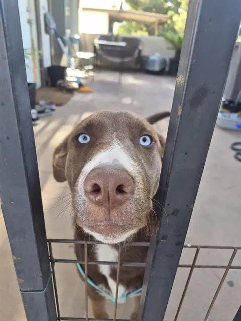 Lil Dude - Pit Bull Terrier