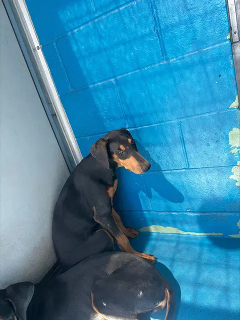 Max - Doberman Pinscher