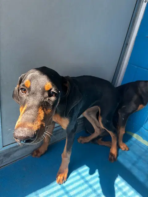 Max - Doberman Pinscher