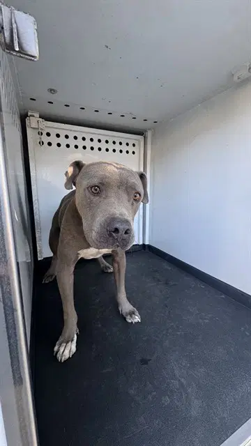 Max - Pit Bull Terrier