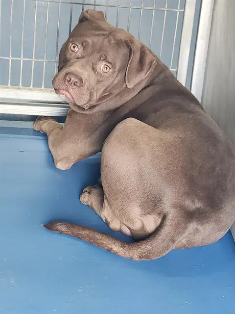 Max - Pit Bull Terrier