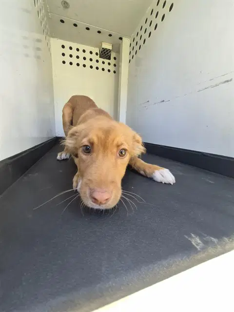 Max - Labrador Retriever