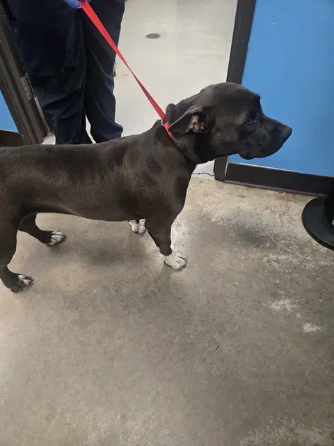 Max - Pit Bull Terrier