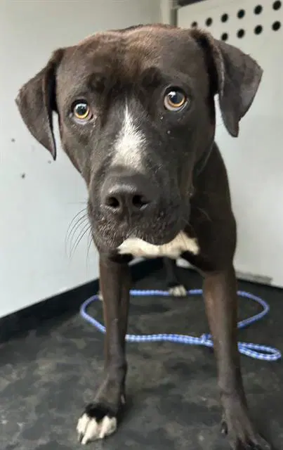 Buddy - Pit Bull Terrier