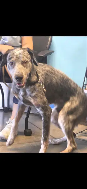 Chester - German Shorthaired Pointer