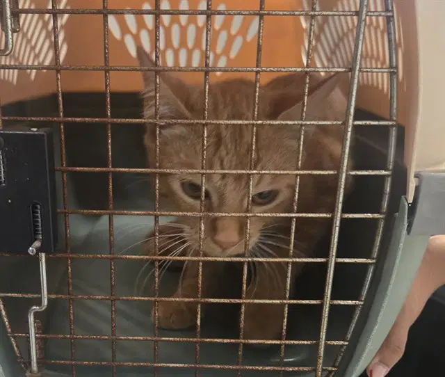 Pomni - Domestic Short Hair