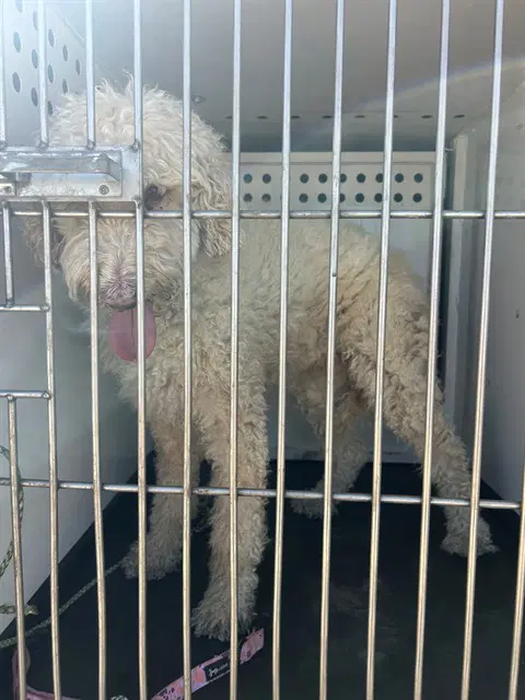 Max - Poodle (Standard)