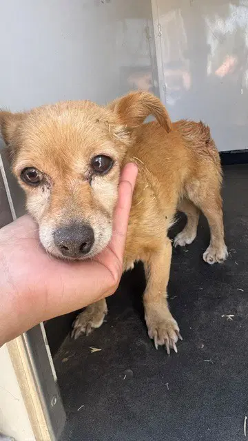 Max - Chihuahua