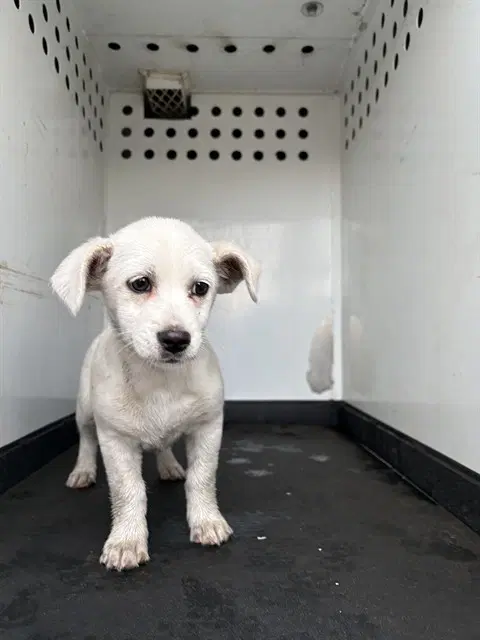 Unknown - Labrador Retriever