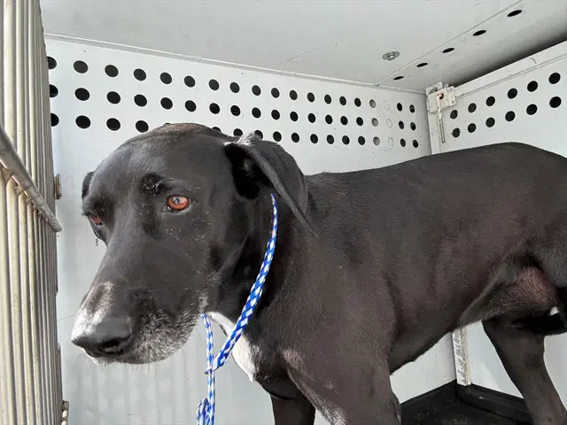 Unknown - Labrador Retriever