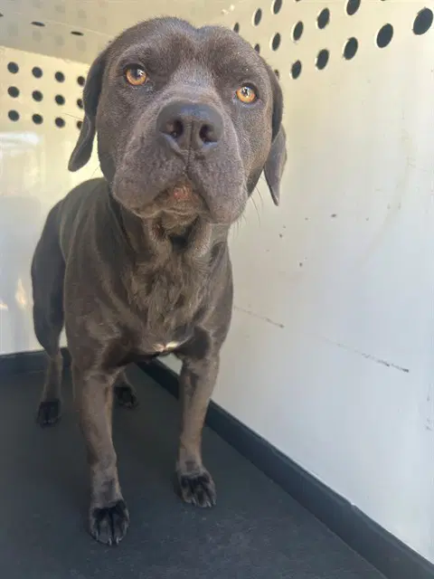 Loki - Pit Bull Terrier