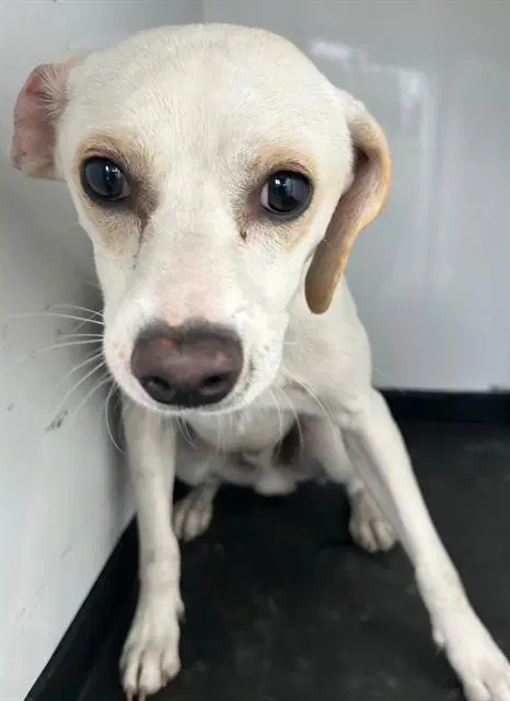 Buddy - Beagle