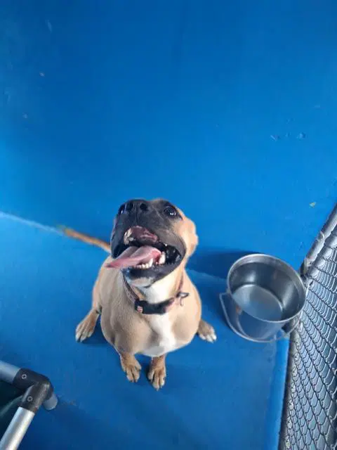 Sadie - Pit Bull Terrier