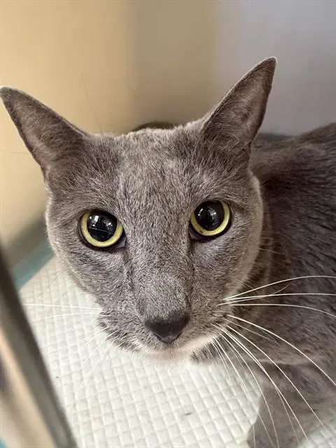 Elli - Domestic Short Hair