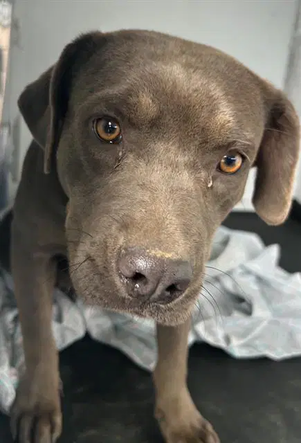 Unknown - Pit Bull Terrier