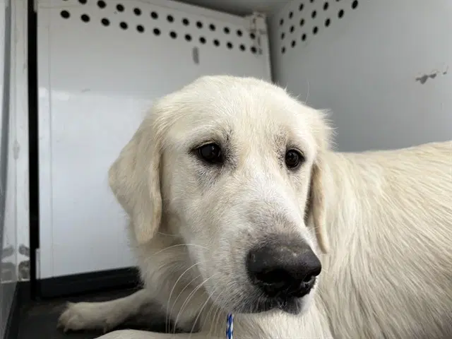 Unknown - Great Pyrenees