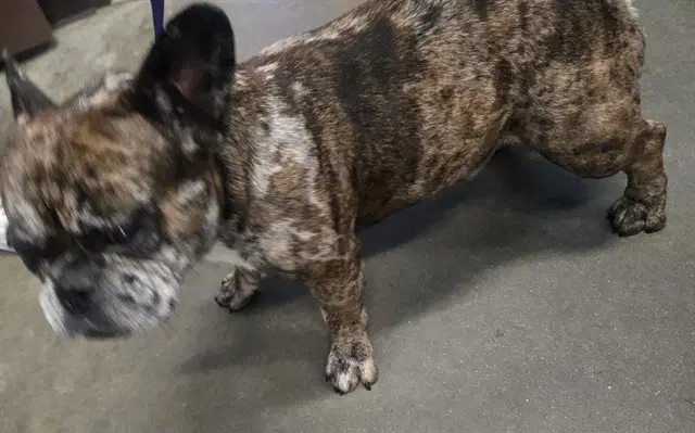 Unknown - French Bulldog