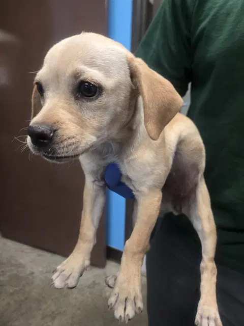 Unknown - Labrador Retriever