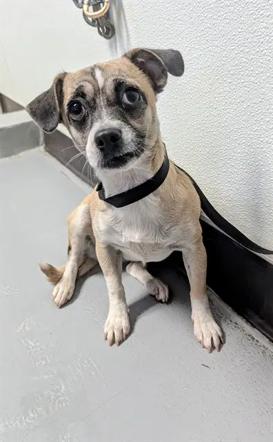 Unknown - Chihuahua
