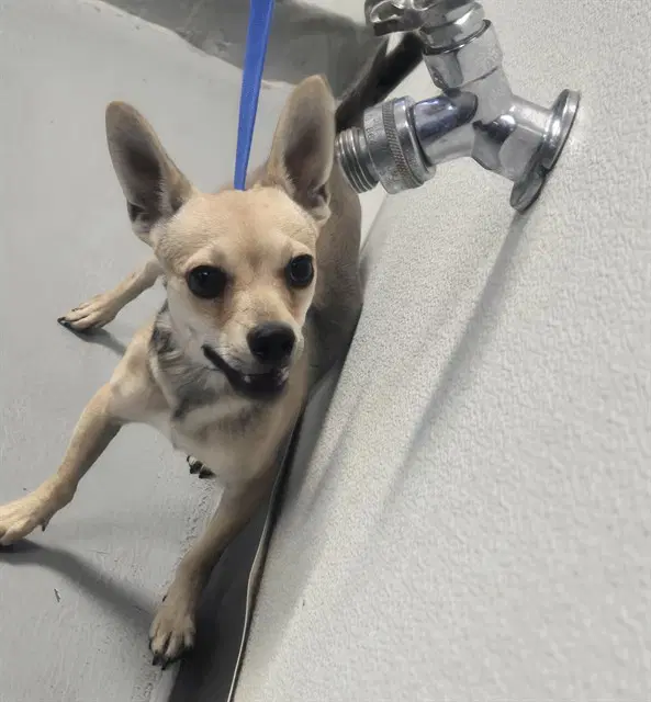 Rover - Chihuahua
