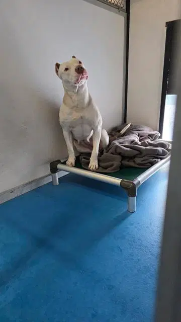 Max - Pit Bull Terrier