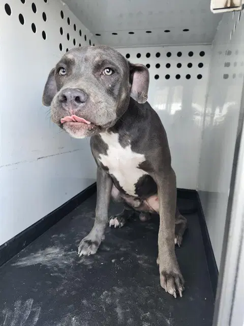 Buddy - Pit Bull Terrier