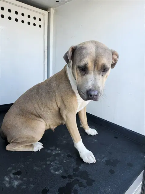 Max - Pit Bull Terrier