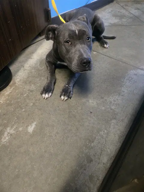 Max - Pit Bull Terrier