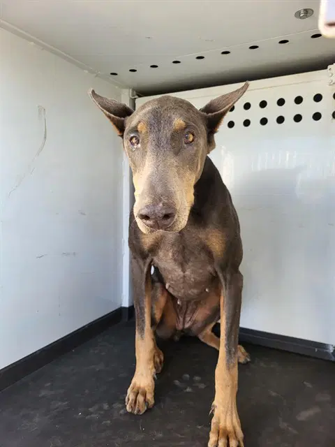 Max - Doberman Pinscher