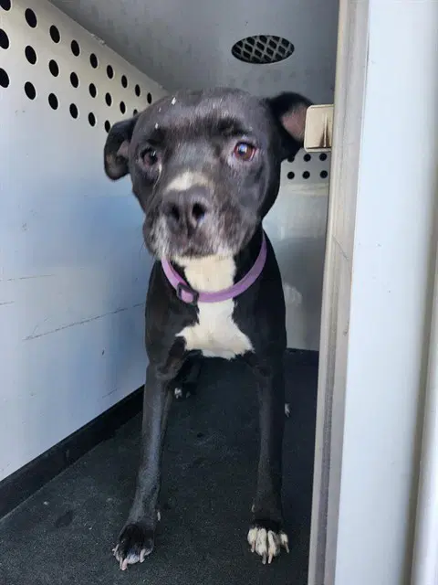 Max - Pit Bull Terrier
