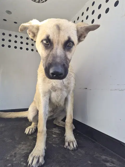 Max - German Shepherd Dog