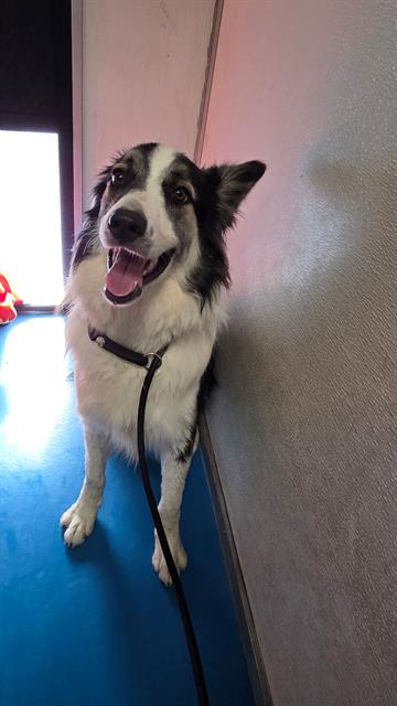 Koda