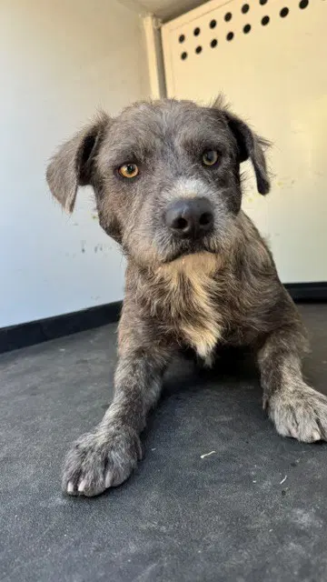 Max - German Wirehaired Pointer