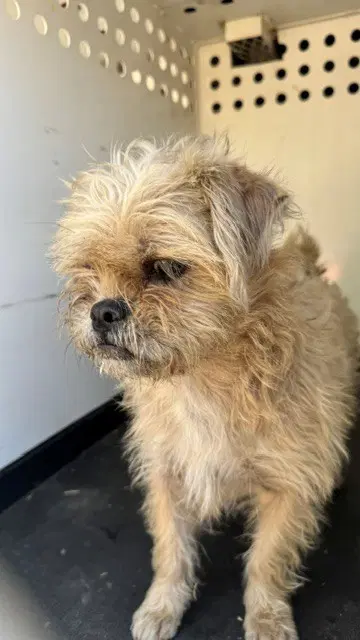 Buddy - Shih Tzu