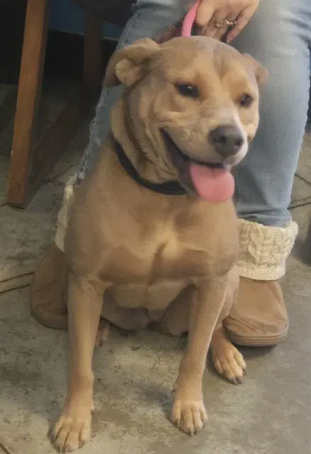 Belly - Labrador Retriever