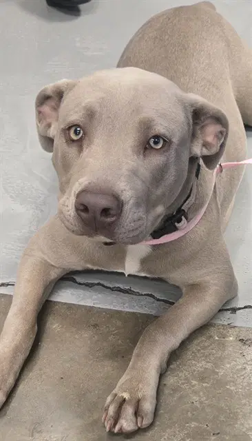 Max - Pit Bull Terrier