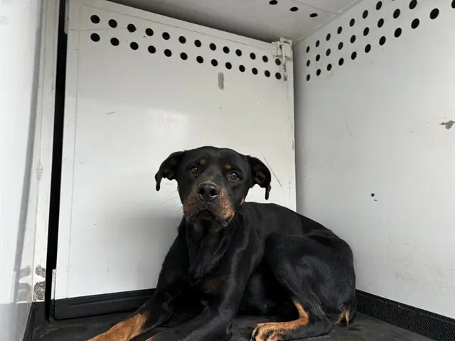 Max - Rottweiler