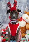 adoptable Dog in , OR named Daisy
