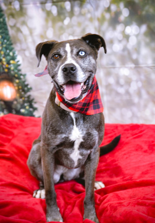 DOMINQUE AKA DOM - Pit Bull Terrier / Terrier available for adoption