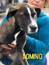 Dominque aka Dom - Photo 8