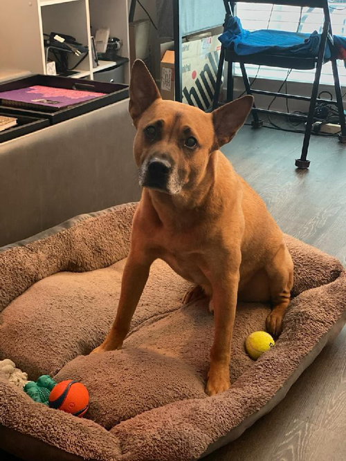 Duke (Kenzo), photo 10