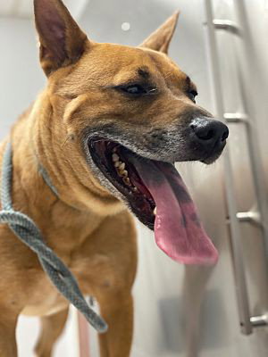 Duke (Kenzo), photo 11