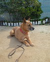 Duke (Kenzo) - Photo 5