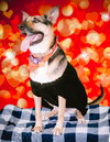 Evie - Photo 5