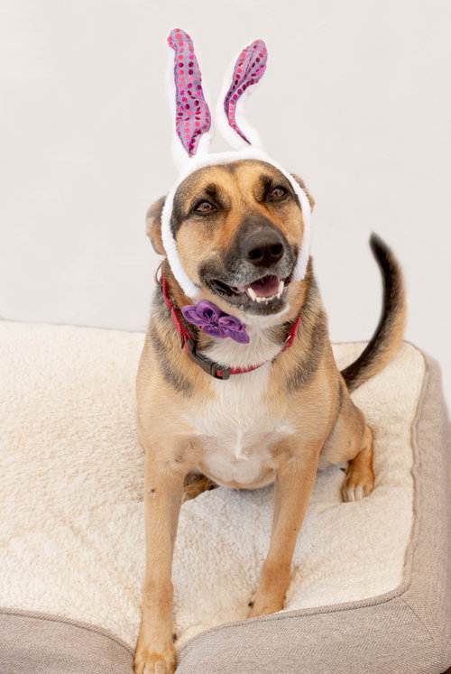 EVIE - German Shepherd Dog available for adoption