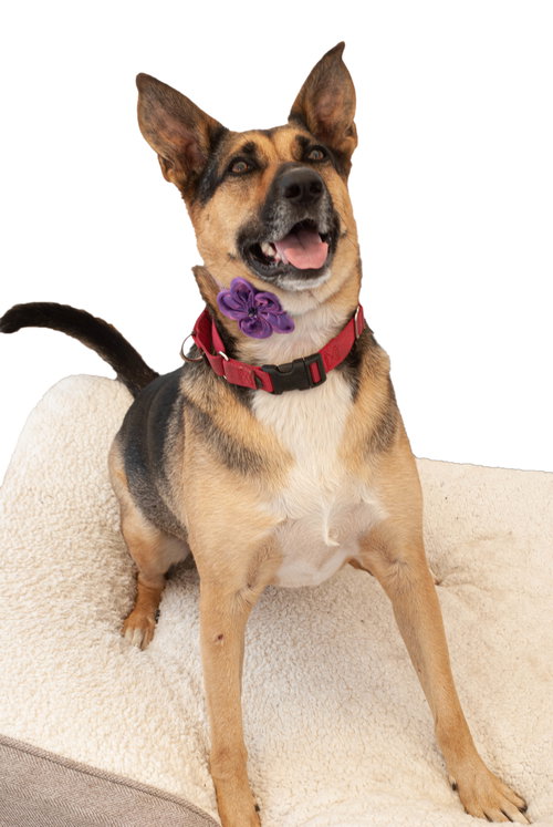 EVIE - German Shepherd Dog available for adoption