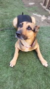 Evie - Photo 5